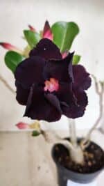 Planta Dobrada 3632 – 35cm – 03 anos