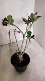 Planta Dobrada 3632 – 35cm – 03 anos - Imagem 5