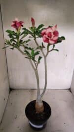 Planta Dobrada 3633 – 35cm – 03 anos - Imagem 2