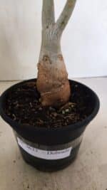 Planta Dobrada 3633 – 35cm – 03 anos - Imagem 7