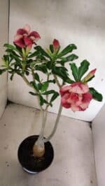 Planta Dobrada 3633 – 35cm – 03 anos - Imagem 6
