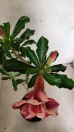 Planta Dobrada 3633 – 35cm – 03 anos - Imagem 4