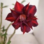 Planta Dobrada 3634 – 30cm – 03 anos