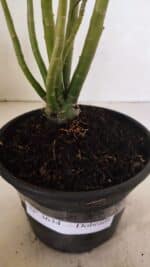 Planta Dobrada 3634 – 30cm – 03 anos - Imagem 7