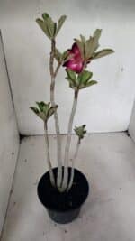 Planta Dobrada 3635 – 35cm – 03 anos - Imagem 5