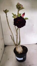 Planta Dobrada 3636 – 35cm – 03 anos - Imagem 2