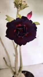 Planta Dobrada 3636 – 35cm – 03 anos - Imagem 9