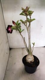 Planta Dobrada 3636 – 35cm – 03 anos - Imagem 7