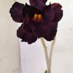 Planta Dobrada 3639 – 30cm – 02 anos