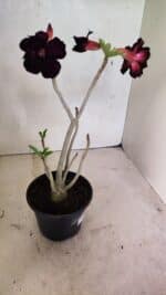 Planta Dobrada 3639 – 30cm – 02 anos - Imagem 6