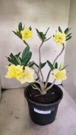 Planta Dobrada 3640 – 40cm – 03 anos