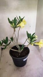 Planta Dobrada 3640 – 40cm – 03 anos - Imagem 8