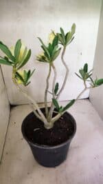 Planta Dobrada 3640 – 40cm – 03 anos - Imagem 7