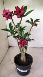 Planta Dobrada 3641 – 35cm – 03 anos - Imagem 2