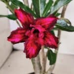 Planta Dobrada 3641 – 35cm – 03 anos