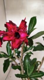 Planta Dobrada 3641 – 35cm – 03 anos - Imagem 4