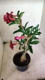 Planta Dobrada 3641 – 35cm – 03 anos - Imagem 7