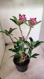 Planta Dobrada 3641 – 35cm – 03 anos - Imagem 6