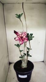 Planta Dobrada 3642 – 50cm – 04 anos - Imagem 2