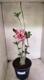 Planta Dobrada 3642 – 50cm – 04 anos - Imagem 7