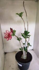 Planta Dobrada 3642 – 50cm – 04 anos - Imagem 5