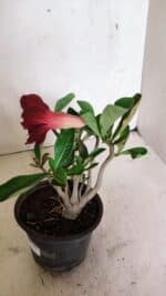 Planta Dobrada 3644 – 25cm – 01 ano - Imagem 7