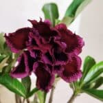 Planta Dobrada 3644 – 25cm – 01 ano