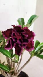 Planta Dobrada 3644 – 25cm – 01 ano