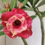 Planta Dobrada 3646 – 35cm – 03 anos