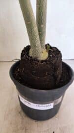 Planta Dobrada 3646 – 35cm – 03 anos - Imagem 7