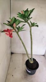 Planta Dobrada 3646 – 35cm – 03 anos - Imagem 6