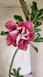 Planta Dobrada 3647 – 35cm – 03 anos