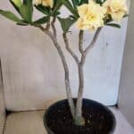 Planta Dobrada 3650 – 35cm – 03 anos