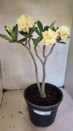 Planta Dobrada 3650 – 35cm – 03 anos