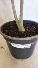 Planta Dobrada 3650 – 35cm – 03 anos - Imagem 7