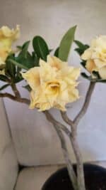 Planta Dobrada 3650 – 35cm – 03 anos - Imagem 4