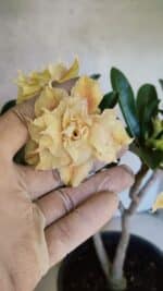 Planta Dobrada 3650 – 35cm – 03 anos - Imagem 3