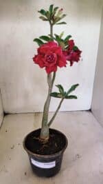 Planta Dobrada 3651 – 35cm – 03 anos - Imagem 2