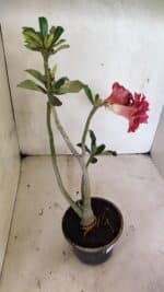 Planta Dobrada 3651 – 35cm – 03 anos - Imagem 5