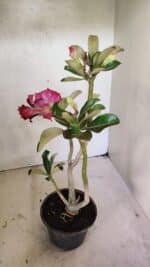 Planta Dobrada 3651 – 35cm – 03 anos - Imagem 4