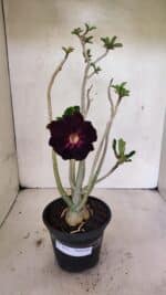 Planta Dobrada 3653 – 35cm – 03 anos