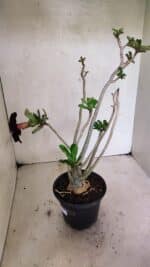 Planta Dobrada 3653 – 35cm – 03 anos - Imagem 5