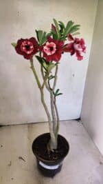 Planta Dobrada 3657 – 35cm – 03 anos - Imagem 2