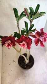 Planta Dobrada 3657 – 35cm – 03 anos - Imagem 9