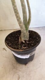 Planta Dobrada 3657 – 35cm – 03 anos - Imagem 8