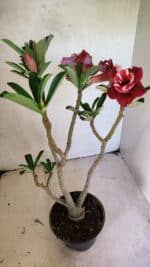 Planta Dobrada 3657 – 35cm – 03 anos - Imagem 7