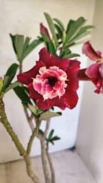 Planta Dobrada 3657 – 35cm – 03 anos - Imagem 3