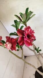 Planta Dobrada 3657 – 35cm – 03 anos - Imagem 6