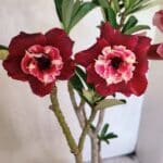 Planta Dobrada 3657 – 35cm – 03 anos