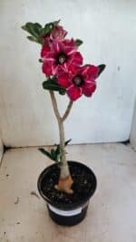 Planta Dobrada 3659 – 30cm – 02 anos - Imagem 2